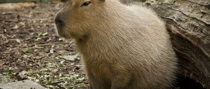 Wasserschwein oder Capybara