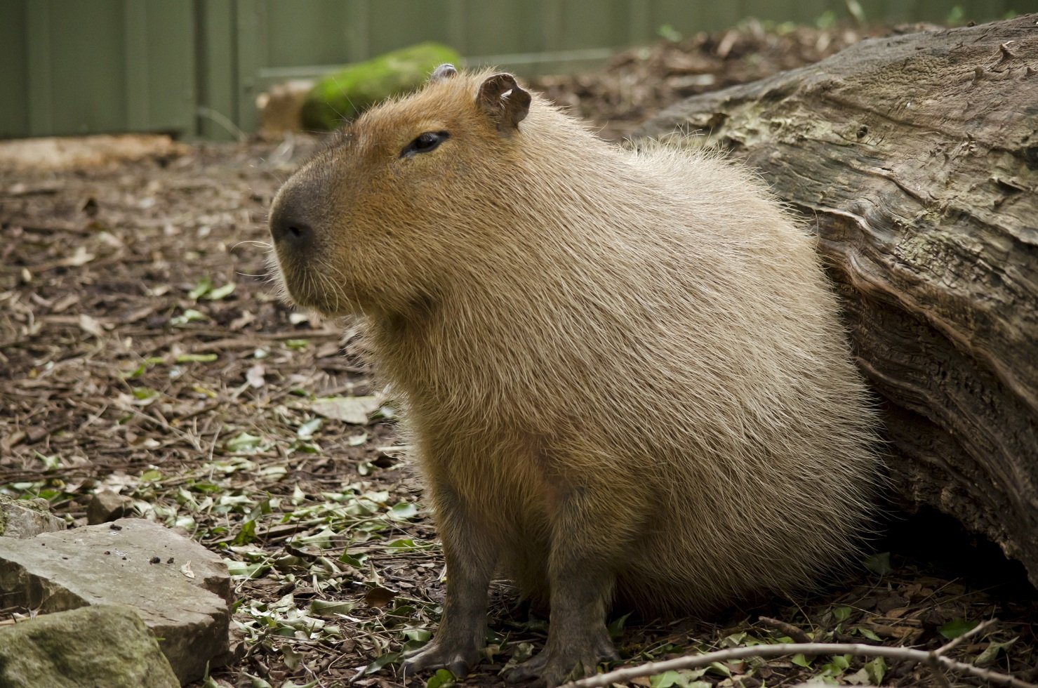 Wasserschwein oder Capybara