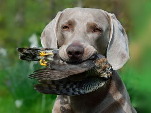 weimaraner apportiert vogel