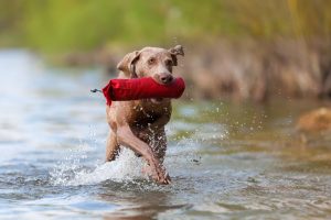 weimaraner rennt durch bach