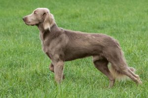 langaar weimaraner mix braun grau