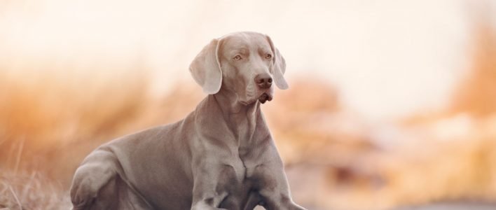 Weimaraner