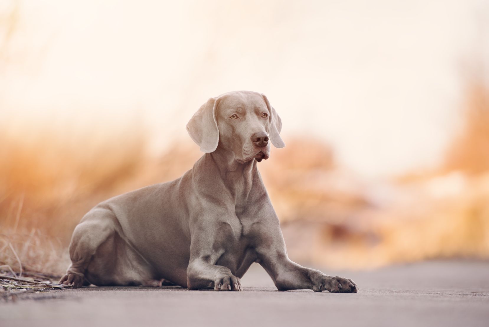 Weimaraner