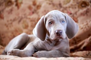 weimaraner welpe