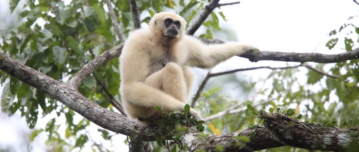 Weißhandgibbon