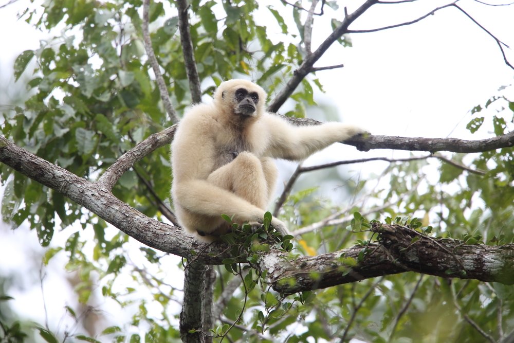 Weißhandgibbon