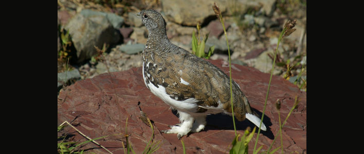 Weißschwanz-Schneehuhn