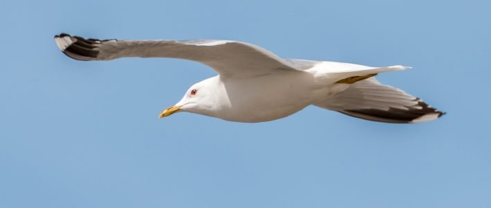 Westmöwe im Flug