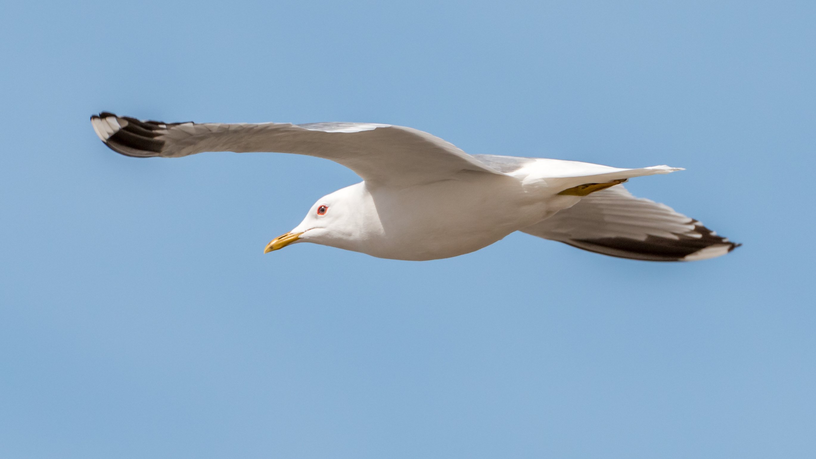 Westmöwe im Flug