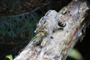 wildkatze auf baumstamm