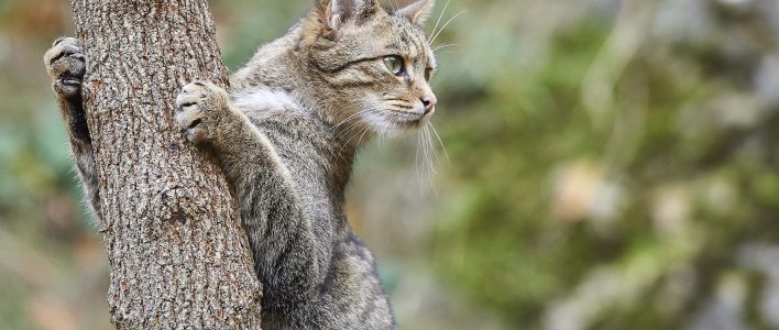 Wildkatze Felis silvestris