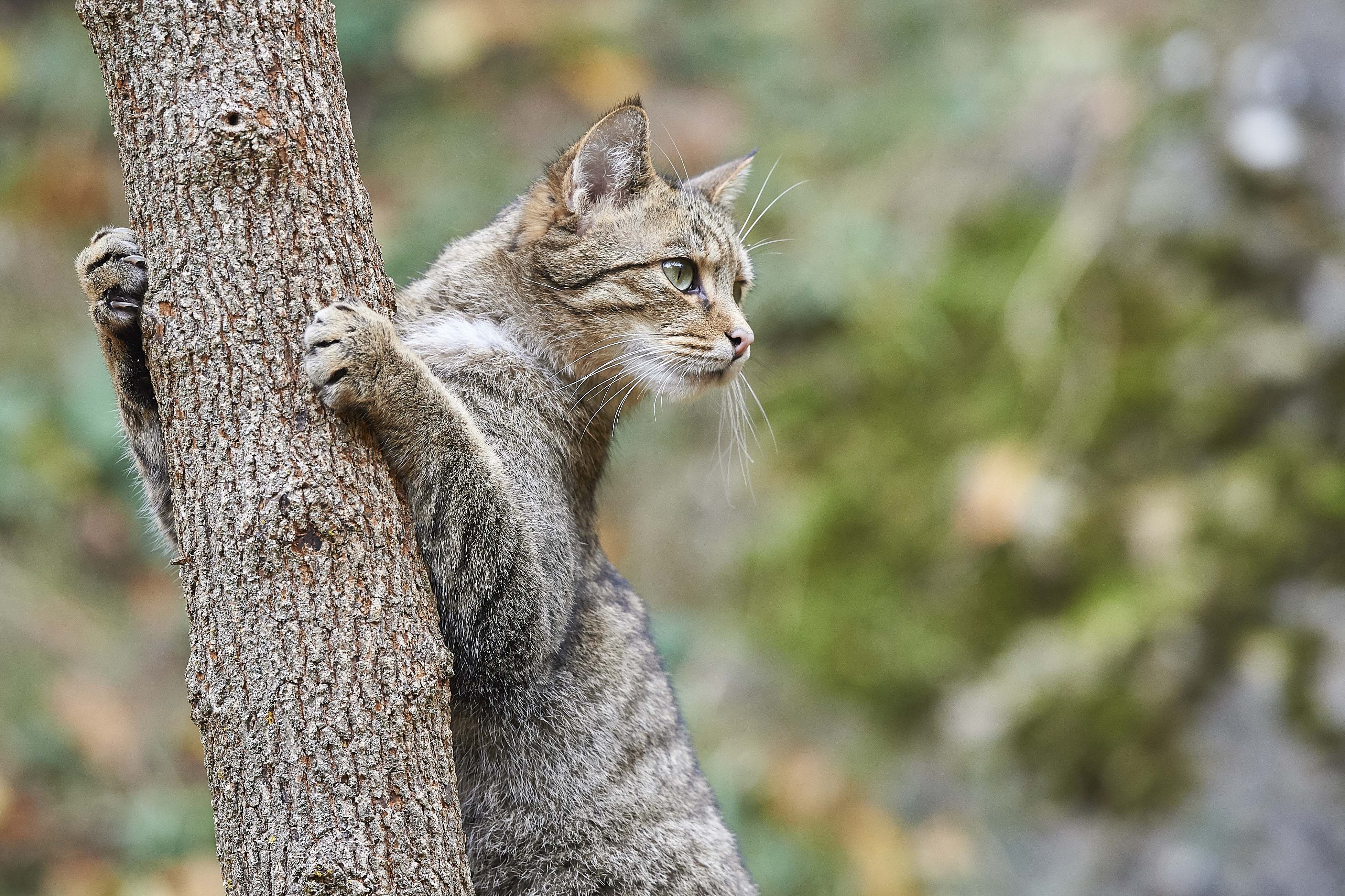 Wildkatze Felis silvestris