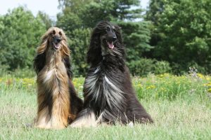 afghanische Windhunde auf Wiese