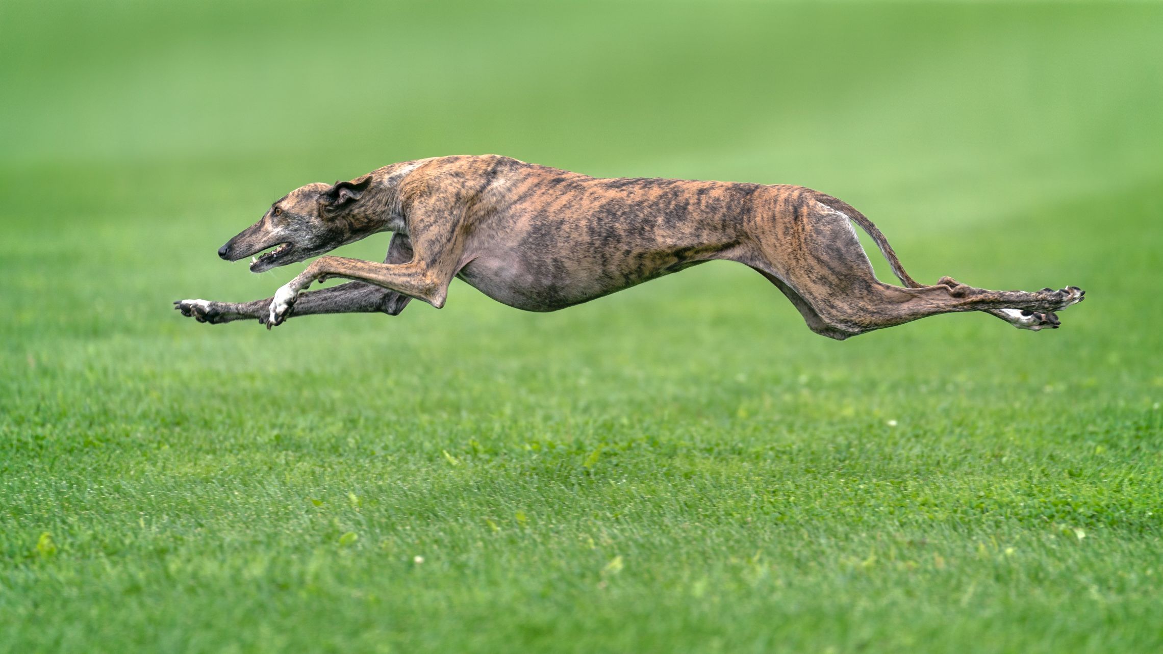 My dog can run and jump. Уиппет гончая борзая. Борзая Грейхаунд. Английская борзая Грейхаунд. Гончая Левретка.