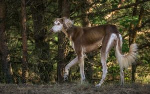 Saluki Windhund im Wald