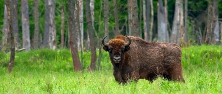 Wisent im Wald