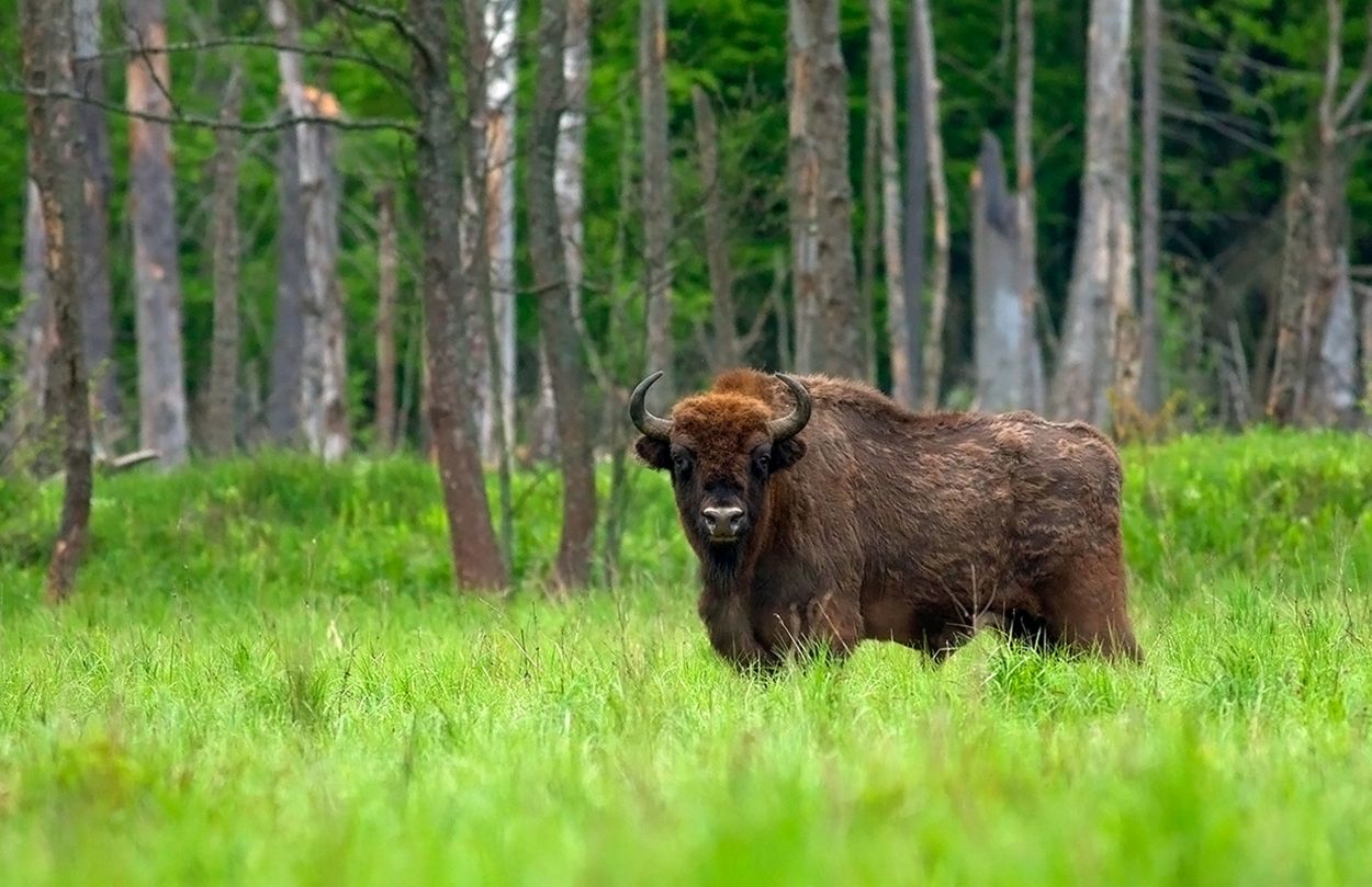 Wisent im Wald