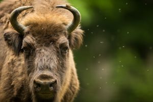 Kopf eines Wisent