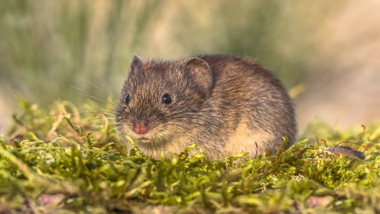 Nagetiere Fotos Und Informationen Rund Um Grosse Und Kleine Nagetiere