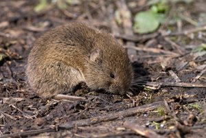 wühlmaus boden futtersuche