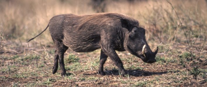 Wüstenwarzenschwein