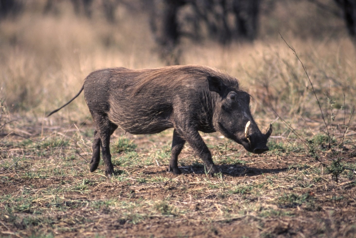 Wüstenwarzenschwein