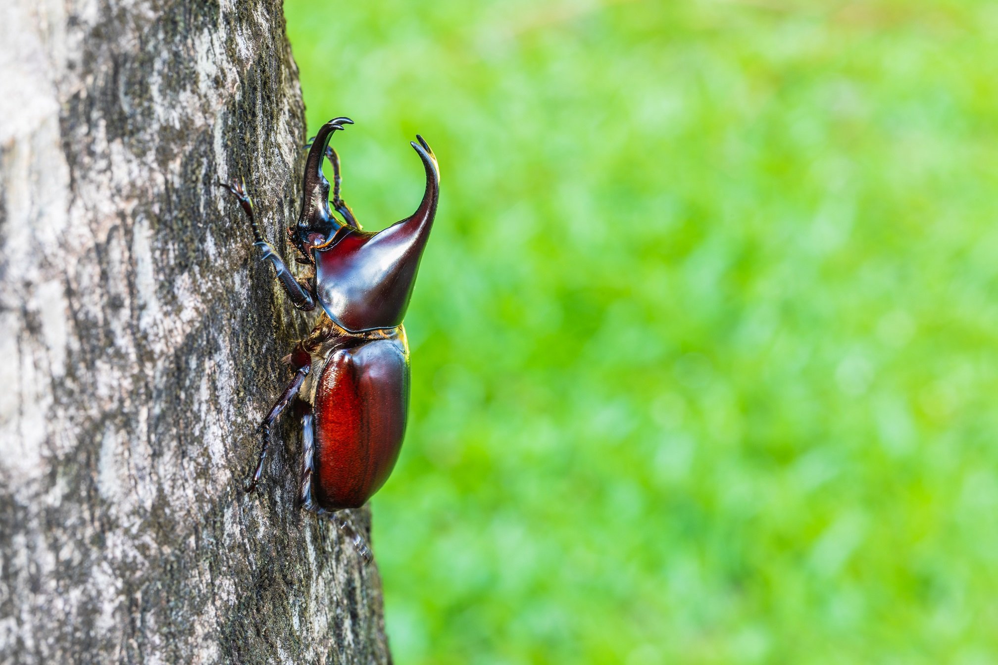 Xylotrupes gideon Nashornkäfer