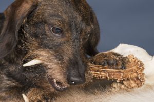 zanstein hund vorbeugen aufweichen