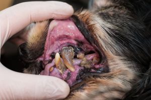 alter hund bakterien zahnfleisch