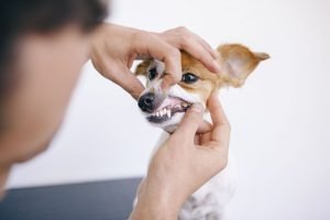 zahnstein hund plaque zähne