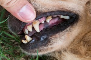 zahnstein hund verfärbung alter hund maul