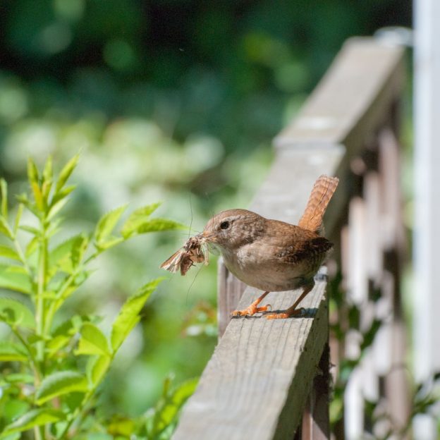Zaunkönig Der Vogel mit dem tollen Gesang im Steckbrief das tierlexikon