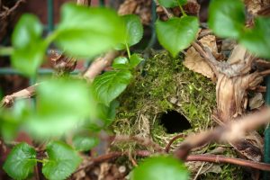 zaunkönig nest tarnung