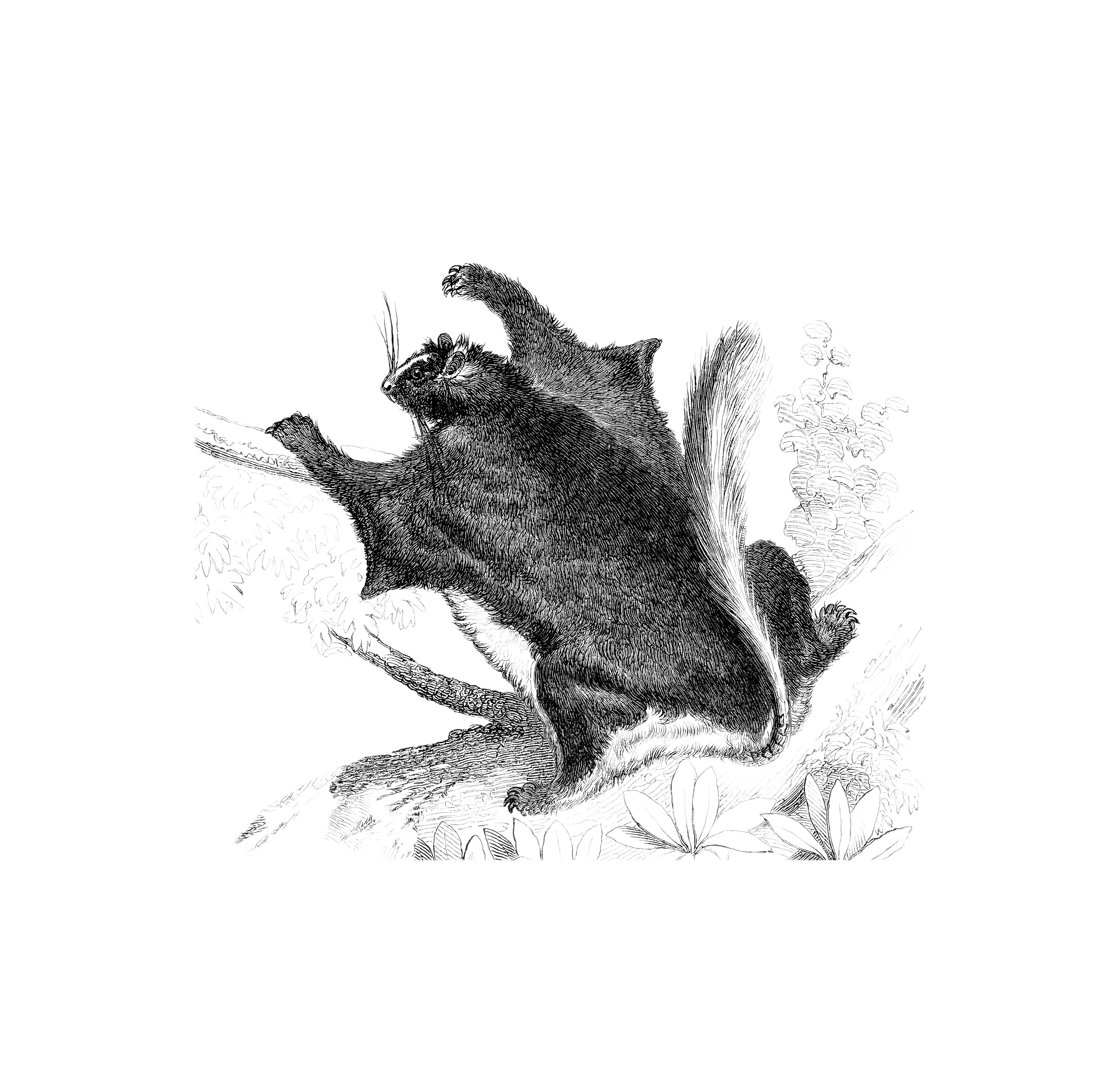 Zwerg-Dornschwanzhörnchen (Illustration)