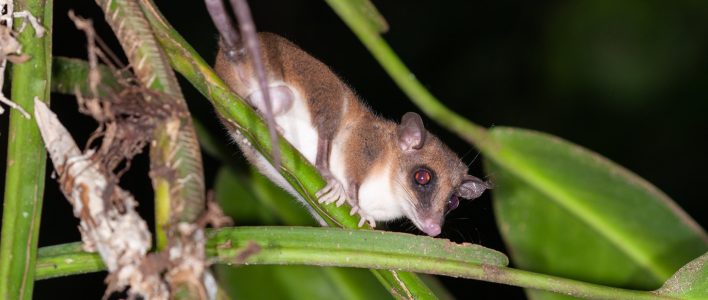 Zwerbeutelratte im Dschungel