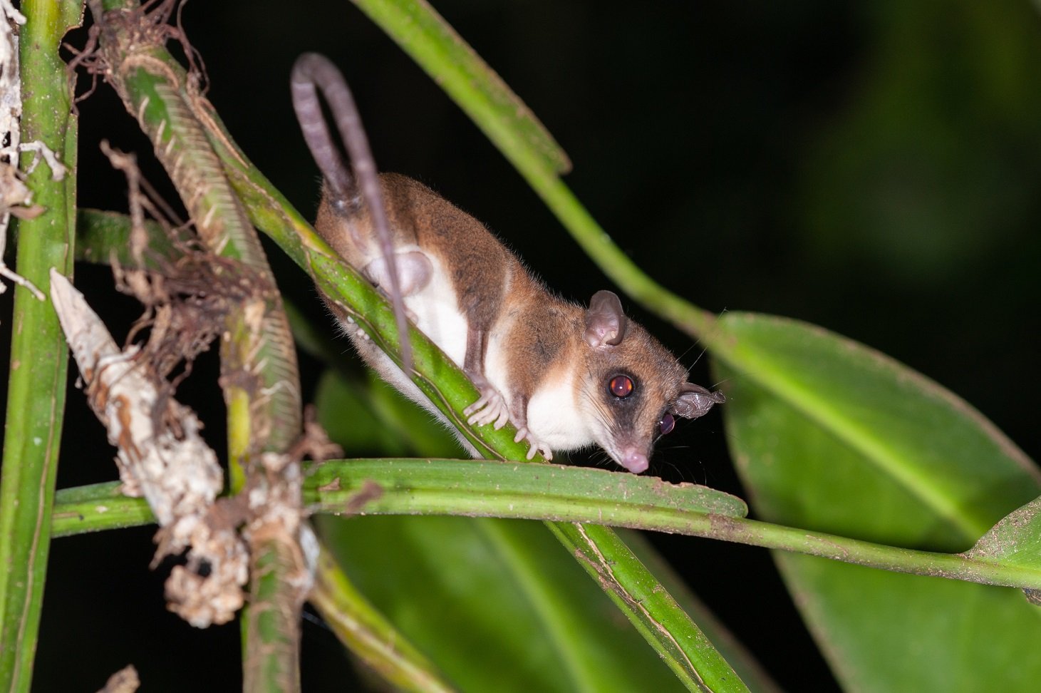 Zwerbeutelratte im Dschungel