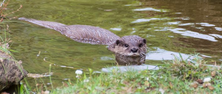 Zwergotter im Wasser