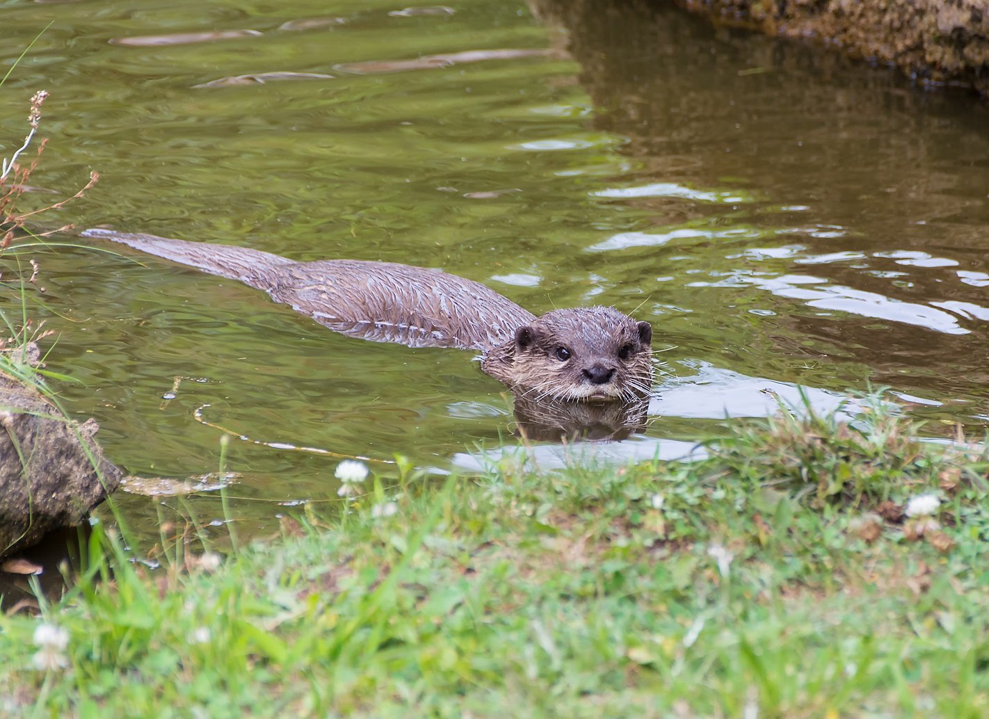 Zwergotter im Wasser