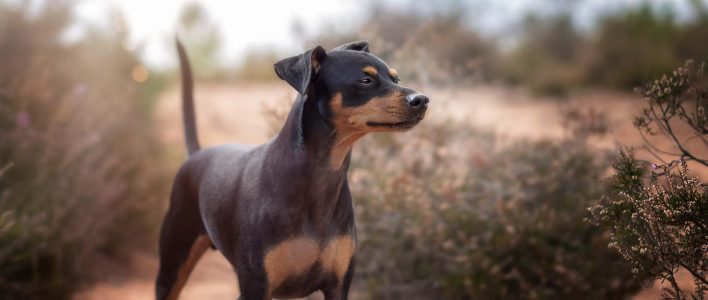 zwergpinscher in heidelandschaft