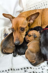 zwergpinscher hündin mit welpen