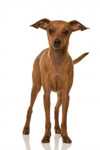 zwergpinscher rehpinscher im studio