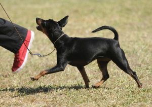 zwergpinscher rehpinscher obedience