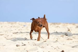 zwergpinscher am strand