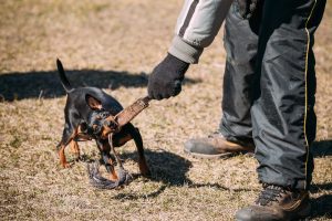 zwergpinscher spielt mit herrchen