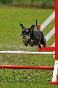 zwergschnauzer beim agility