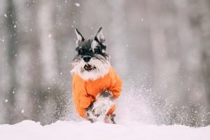 zwergschnauzer im schnee