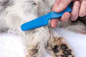 zwergschnauzer trimmen hundefriseur