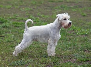 zwergschnauzer in weiß auf wiese