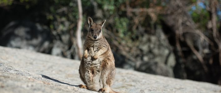 Zwergsteinkänguru mit Baby im Beutel