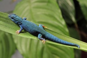 zwergtaggecko gecko blau